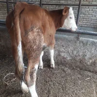گوساله سیمینتال ماده اصیل رنگ قرمز  نژاد شیری|حیوانات مزرعه|بندر ترکمن, |دیوار