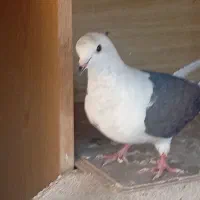 دوتا کبوتر تهرانی