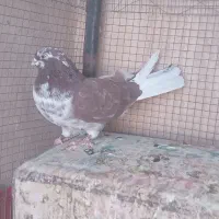 کبوتر.نوک ریز.سرور.زرد.گرگی