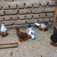 فروشی|پرنده|تربت‌حیدریه, باغ ملی|دیوار
