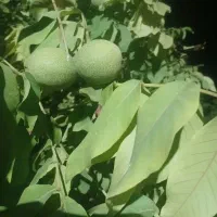 گردو تر و تازه وخوشمزه