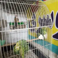 سهره زیبا|پرنده|قم, نیروگاه|دیوار