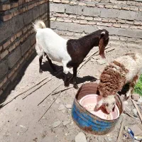 بزابستن دوقلوزا