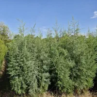 سرو نقره ای