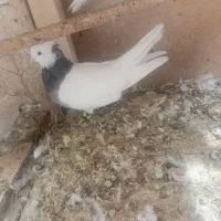 طوقی وخال