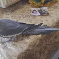 عروس سخن گو|پرنده|میناب, |دیوار