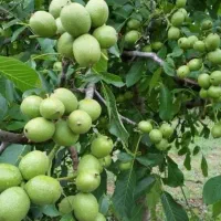 کود ارگانیک افزایش باردهی|خدمات باغبانی و درختکاری|مشهد, کلاهدوز|دیوار