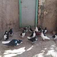 تعدادی چپ و راست