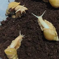 فروش حلزون آلبینو خانگی بالغ مولد سوپر مولد بزرگ|خزنده|شیراز, شریف‌آباد|دیوار