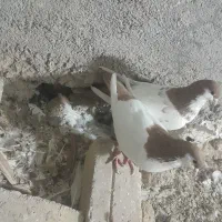 کبوتر|پرنده|قوچان, |دیوار