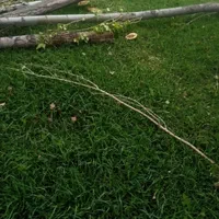 هرس کردن درختان وخرید چوب درهمه مکان|خدمات باغبانی و درختکاری|اردبیل, |دیوار