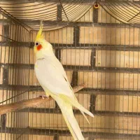 عروس هلندی نر لوتینیو|پرنده|شوشتر, |دیوار