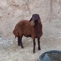 بره قوچی سرخ اصیل بزری|حیوانات مزرعه|بردسکن, |دیوار