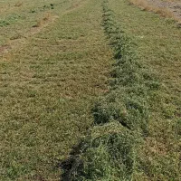 بیده دست پیچ پربرگ و نرم کیلویی 30000|حیوانات مزرعه|رفسنجان, |دیوار