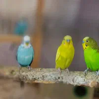 فروش کلی مرغ عشق