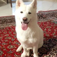 سگ هاسکی میکس باژرمن وایت اپارتمانی باتربیت|سگ|مشهد, دانشجو|دیوار