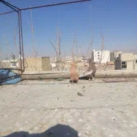 کفتر بهبونی|پرنده|مرودشت, استادیوم‎|دیوار