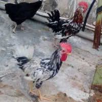 مرغ وخروس جوان