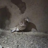 ۷ عدد کفتر|پرنده|قائن, |دیوار