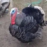 بوقلمون محلی