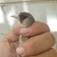 سهره ماده دورگ زاغ