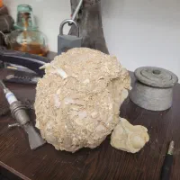 فروش انواع سنگ های فسیل شده و سنگ شجر