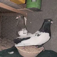 جفت نروماده سینه چیش چنگ سفید