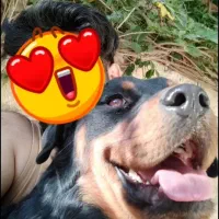 روتوایلر گرید A اصیل به ضمانت|سگ|تهران, زرگنده|دیوار