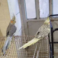 عروس هلندی آرام|پرنده|بافق, |دیوار