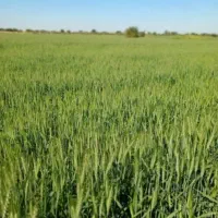 اجاره زمین کشاورزی