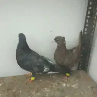 نواری|پرنده|تربت جام, مسکن مهر|دیوار