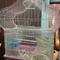 قفس پرنده
