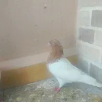 کبوتر کله ای ماده