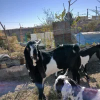 تکه پنجابی|حیوانات مزرعه|باخزر, |دیوار