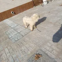 پاپی پشمالو