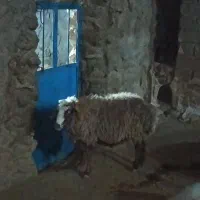 میش یا گوسفند چاق کشتاری|حیوانات مزرعه|فیروزآباد (لرستان), |دیوار