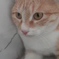 گربه dsh|گربه|خان ببین, |دیوار