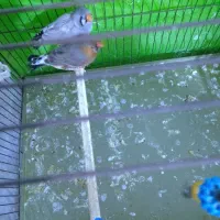 فنچ|حیوانات مزرعه|پاکدشت, شهرک امام رضا|دیوار