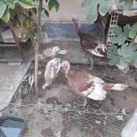 بوقلمون|حیوانات مزرعه|ساوه, |دیوار