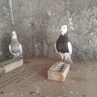 فروش کبوترطوقی