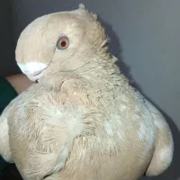 کبوتر نر نوک کوتاه