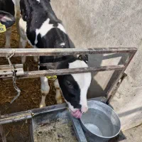 گوساله شیری صنعتی هلشتاین