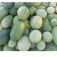 هندوانه دیمه تازه رسیدامیرآباد
