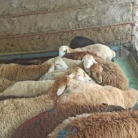 شکم خالی  زنده در  پایتخت طاران
