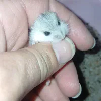 همستر|موش و خرگوش|یزد, |دیوار