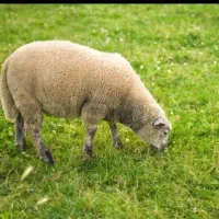 گوسفند زنده موجود است