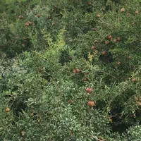 باغ انارجاده قدیم ساوه سلفچگان نقد واقساط