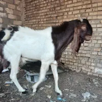 بز افغانی اصل