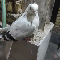 ماده دوکت سبز|پرنده|بندر امام خمینی, |دیوار