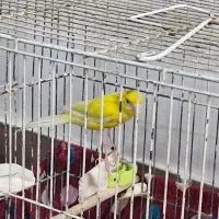 قناری نر و ماده